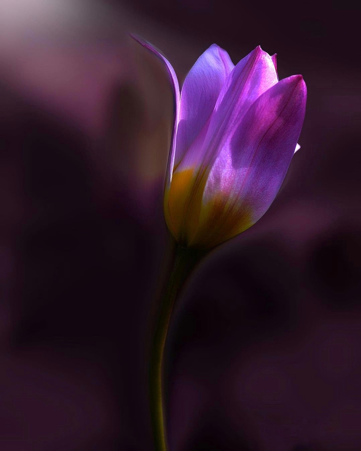 Bud