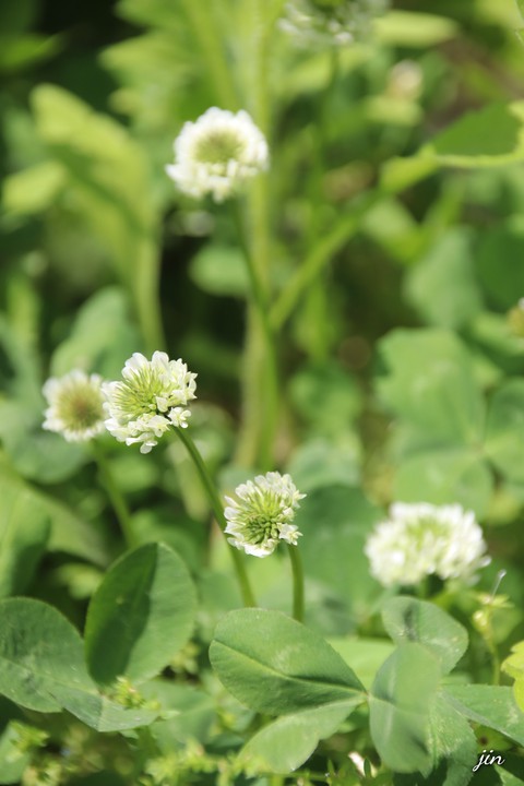тапети herb, plant