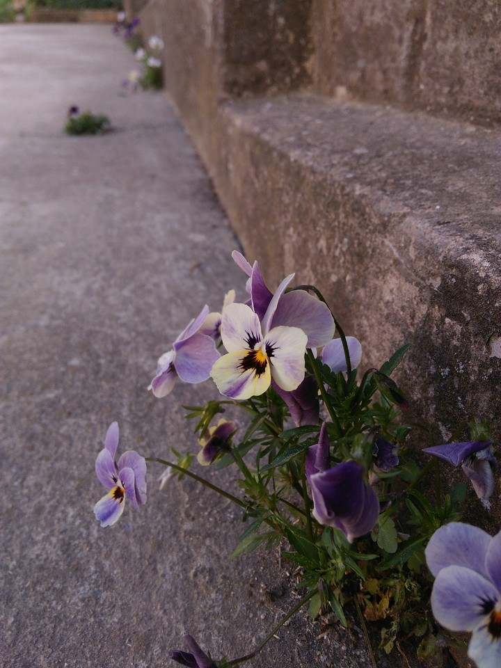 flowers