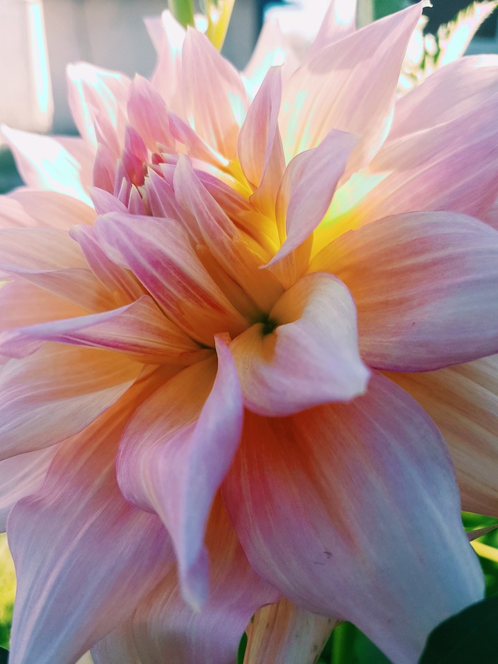Flower is a gentle part of life