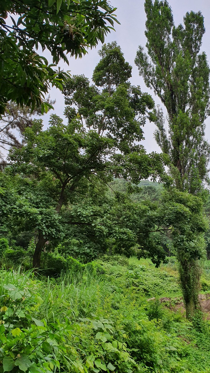 숲(forest)