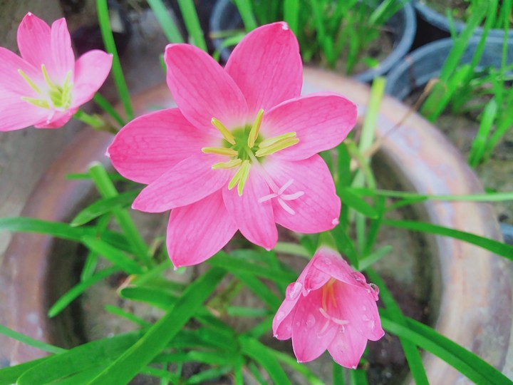rain lily