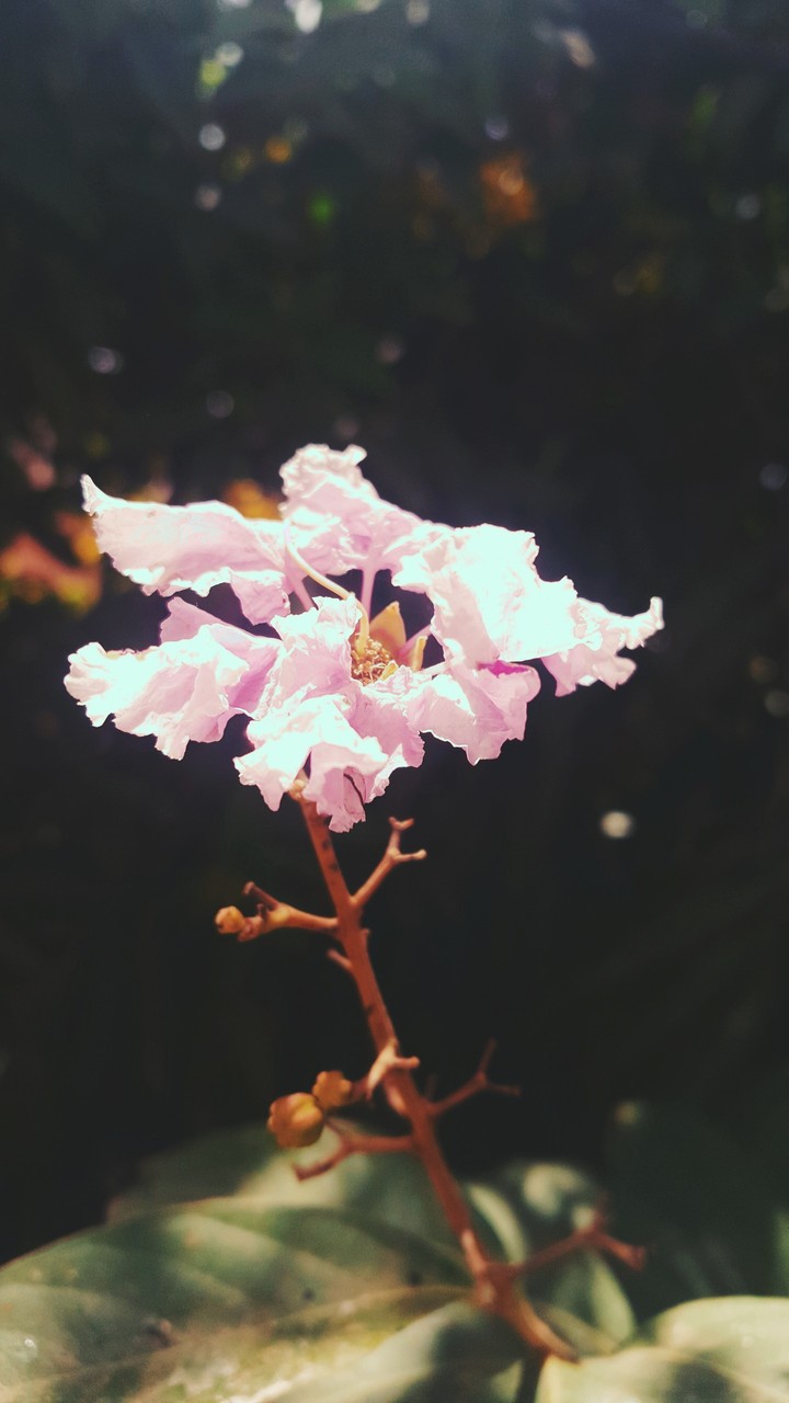 flower