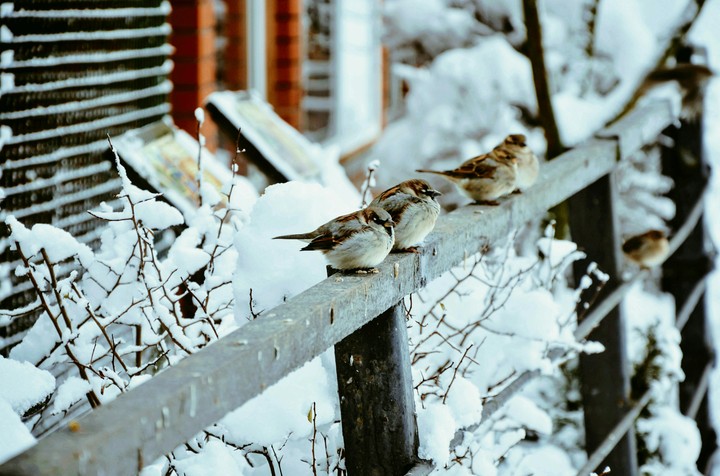 birds