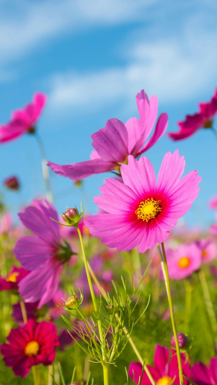 ❀❀❀❀
