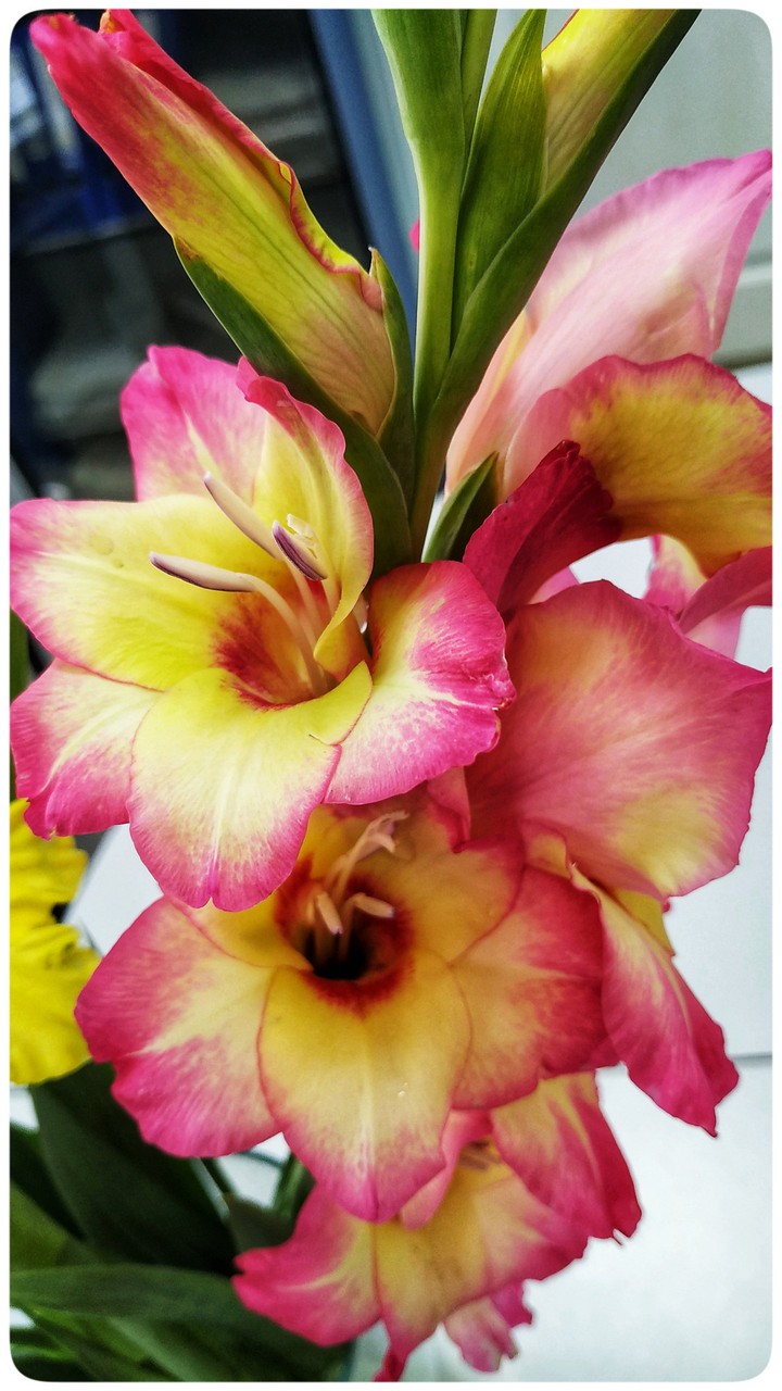 flower