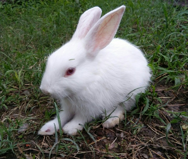 Rabbit