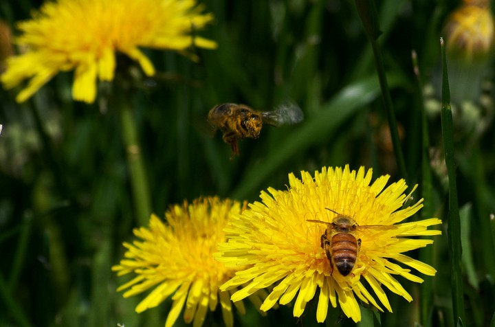 Bees first food of the year