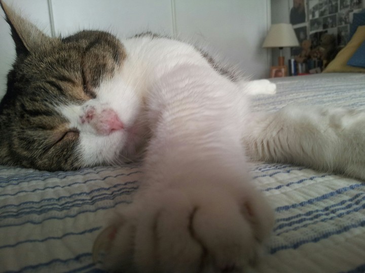 cat sleeping