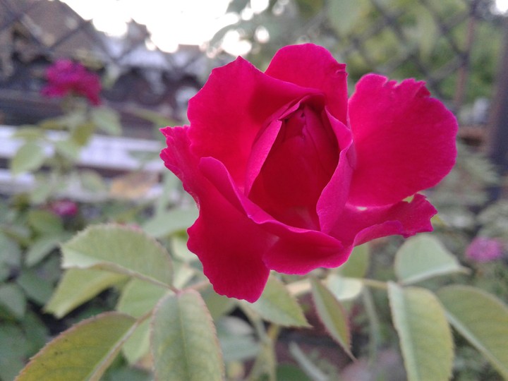 pink rose