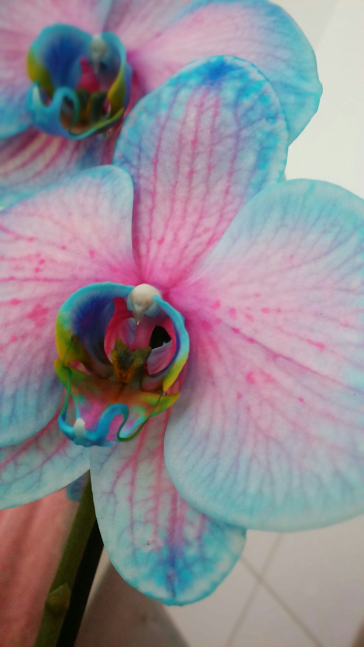 Orchidea