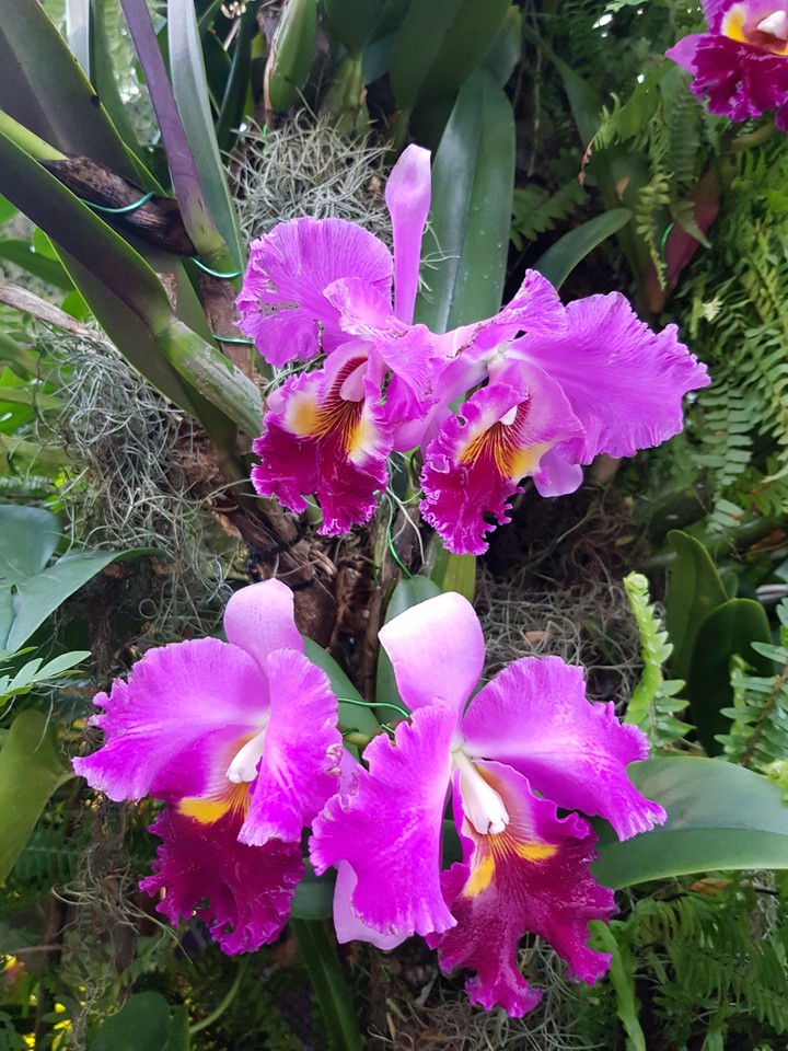 orchid