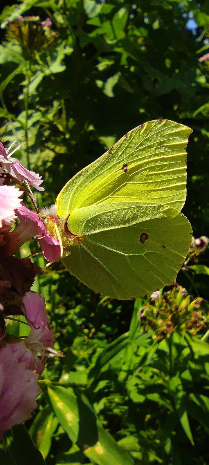butterfly
