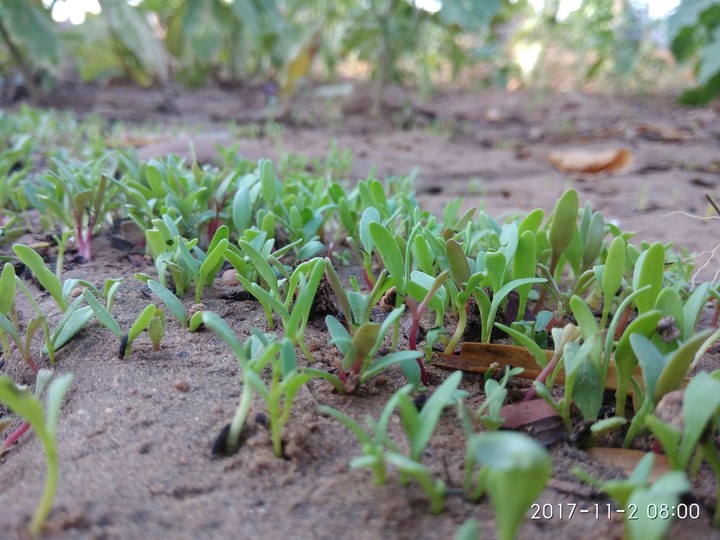 spinach