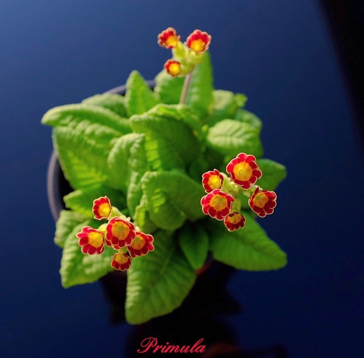 primrose primula