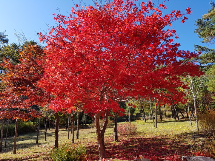 maple tree in korea