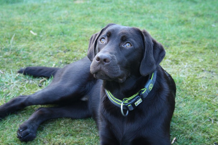 Cora unser Labradormädchen