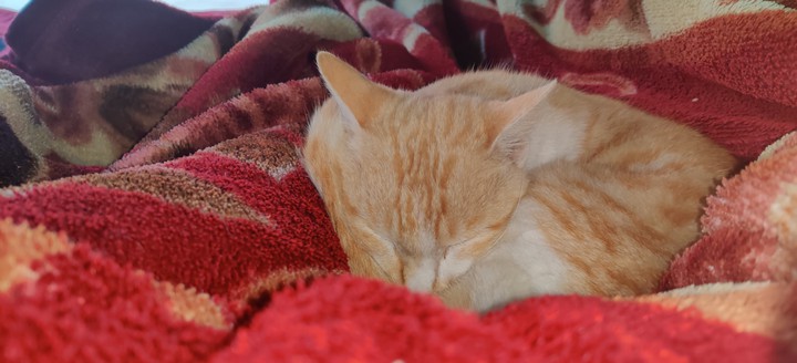 sleeping Beauty Cat