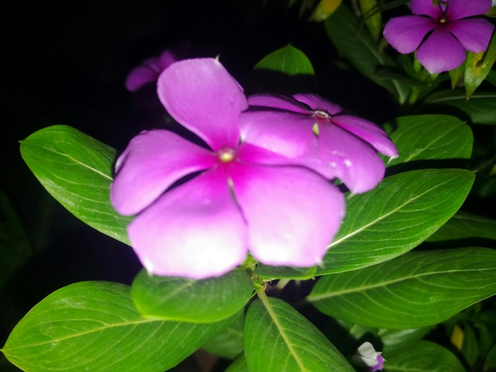 flowers