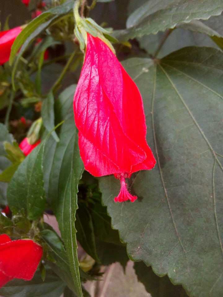 flowers