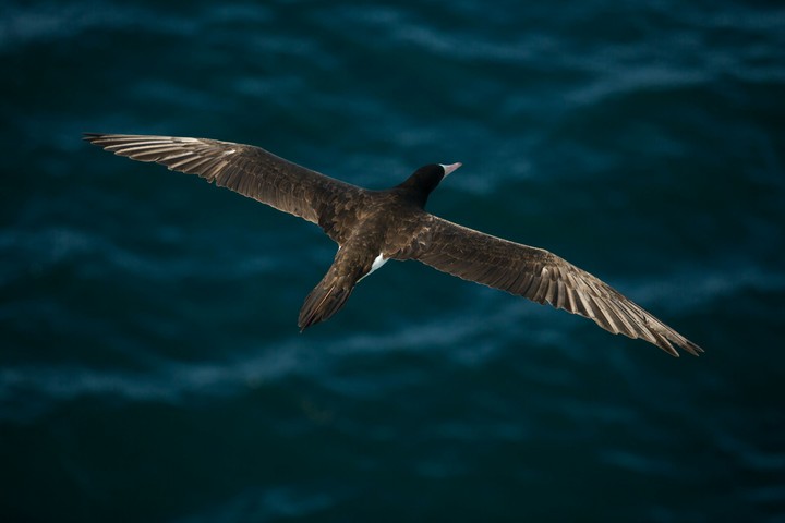 Carribean Bird