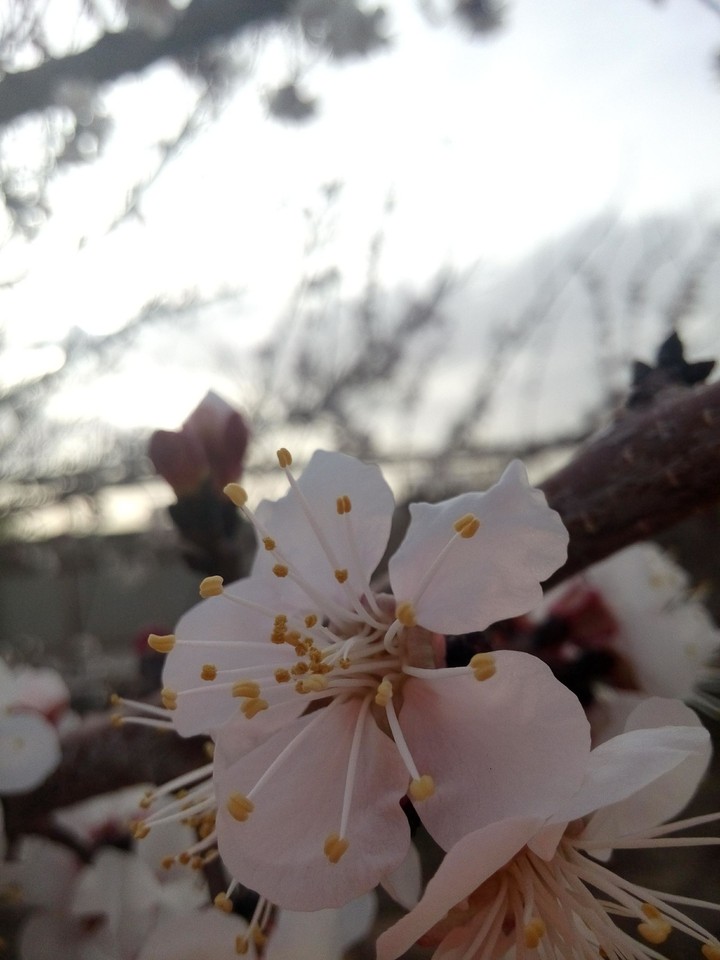 spring