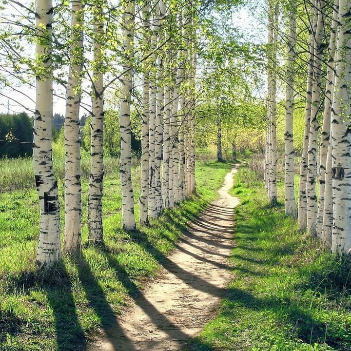 green forest, birch, summer, sun
