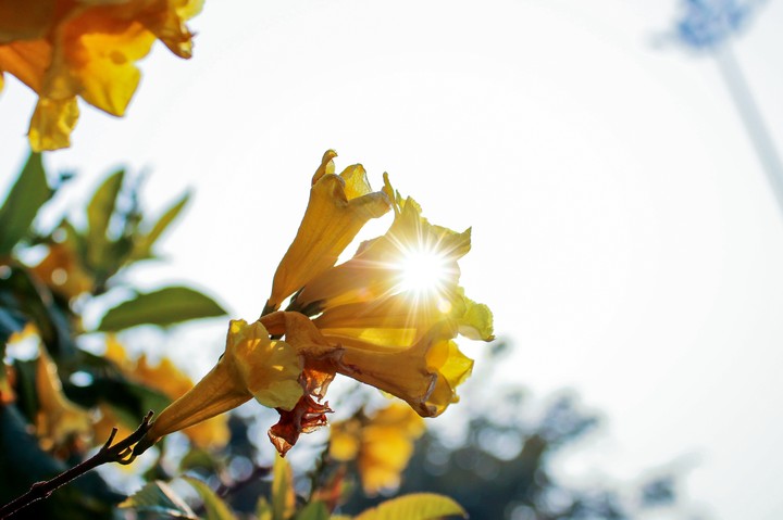 Sunlight