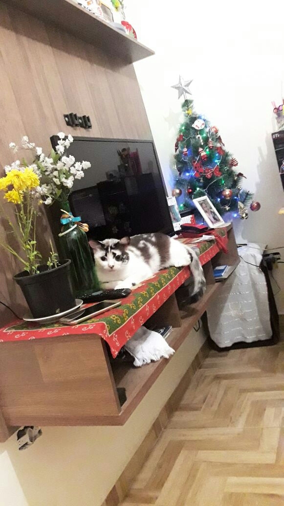 gata de natal