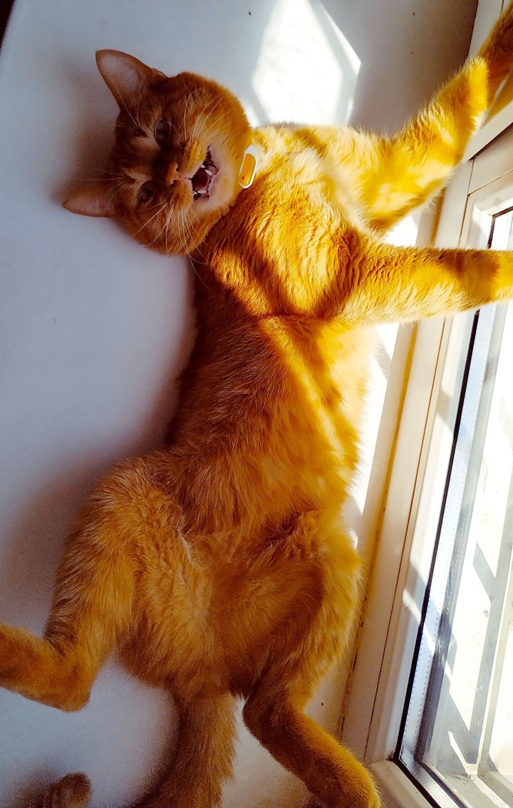 cat