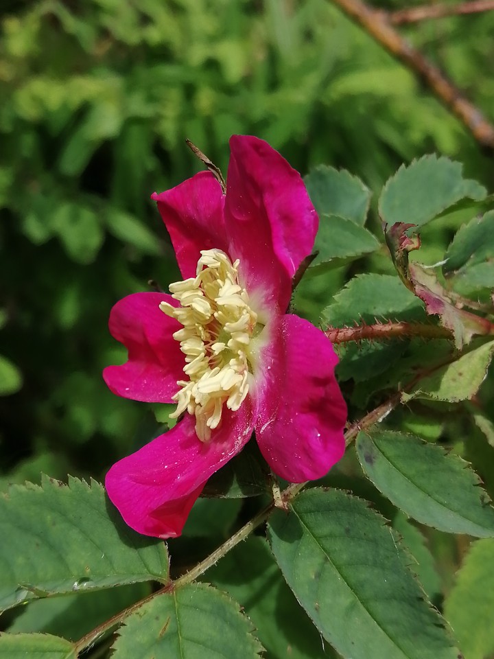 Rosa selvatica