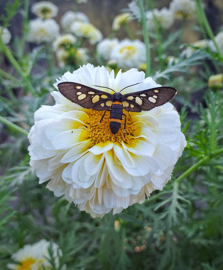 insect