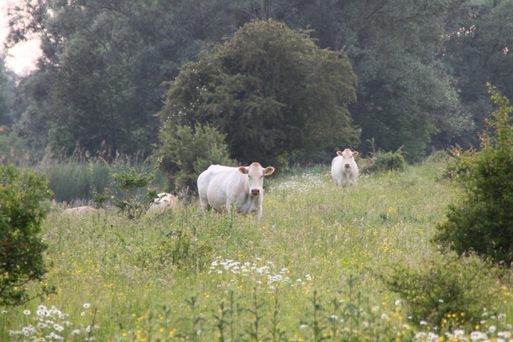 wildlife