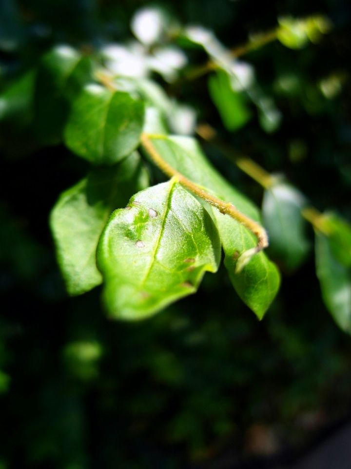 Leaf