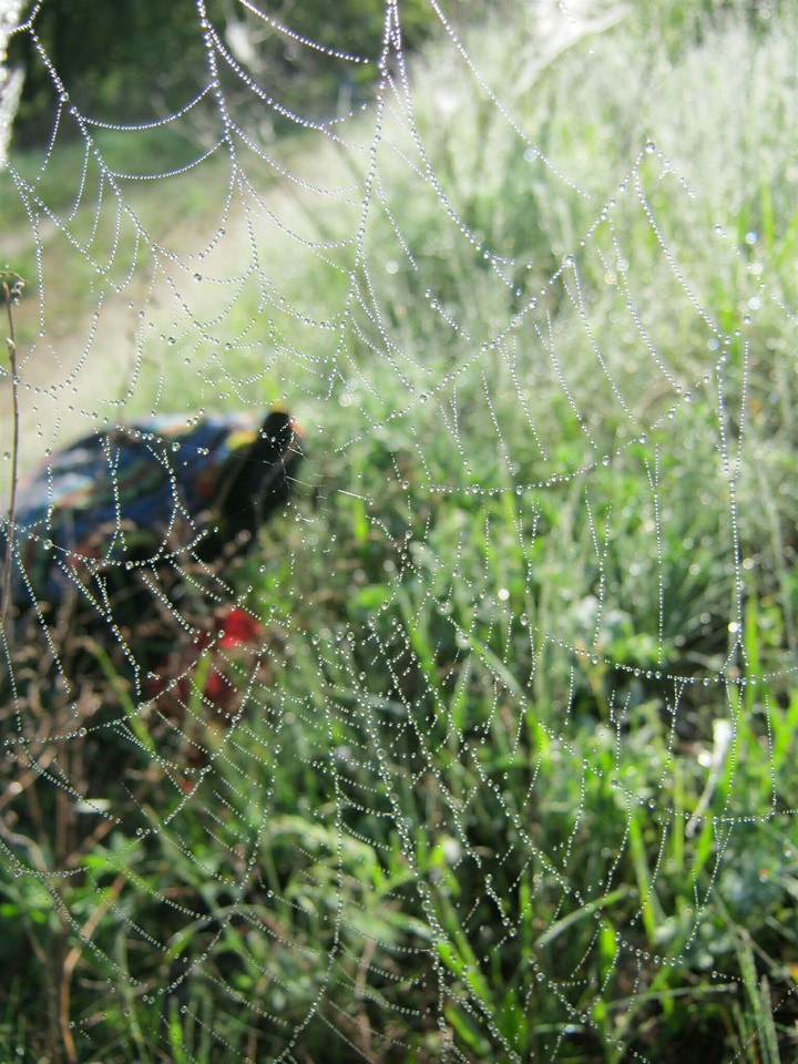 Cobweb in the dew