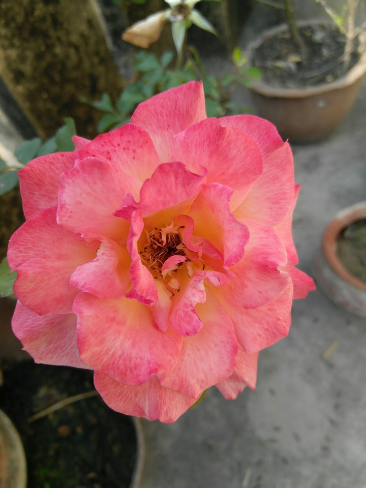 rose2