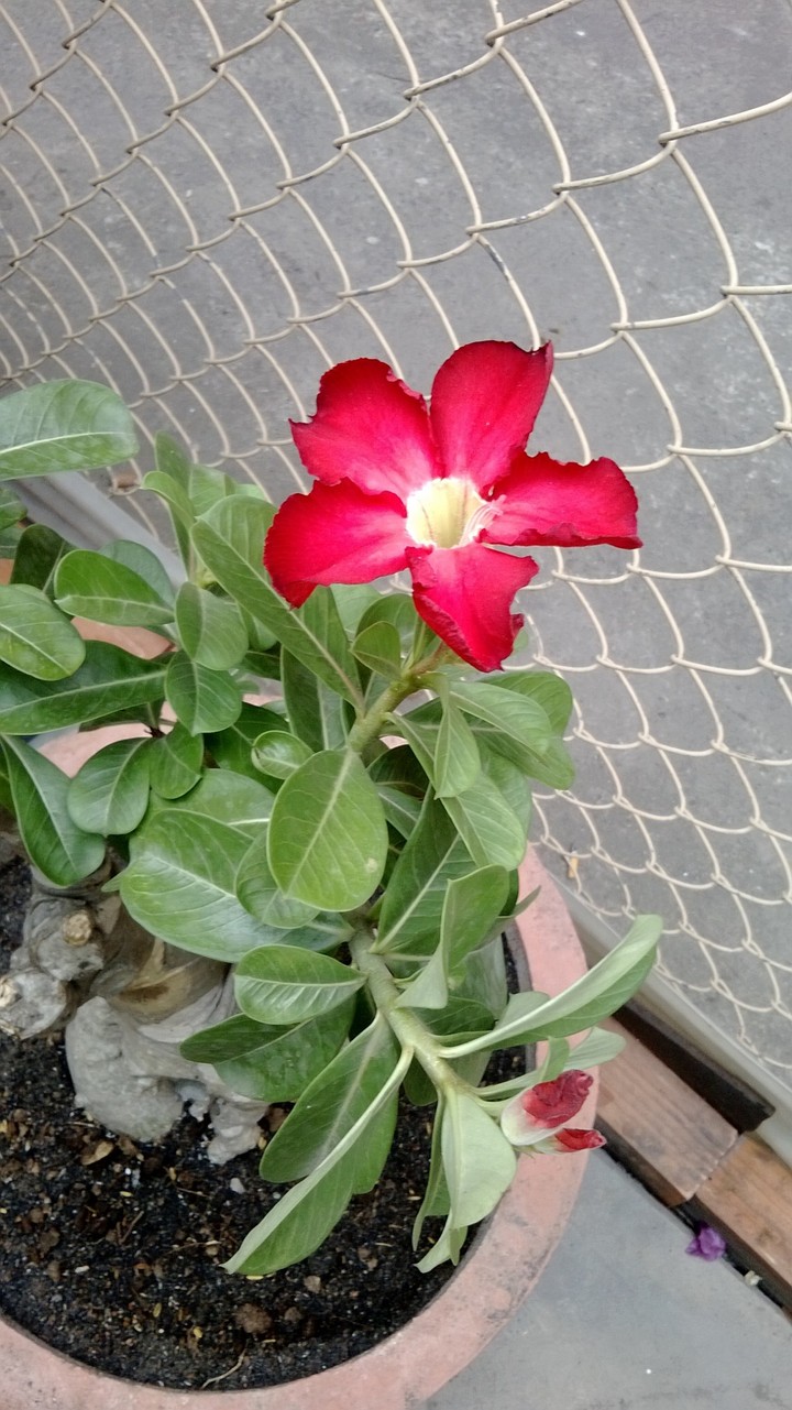 hoa sứ