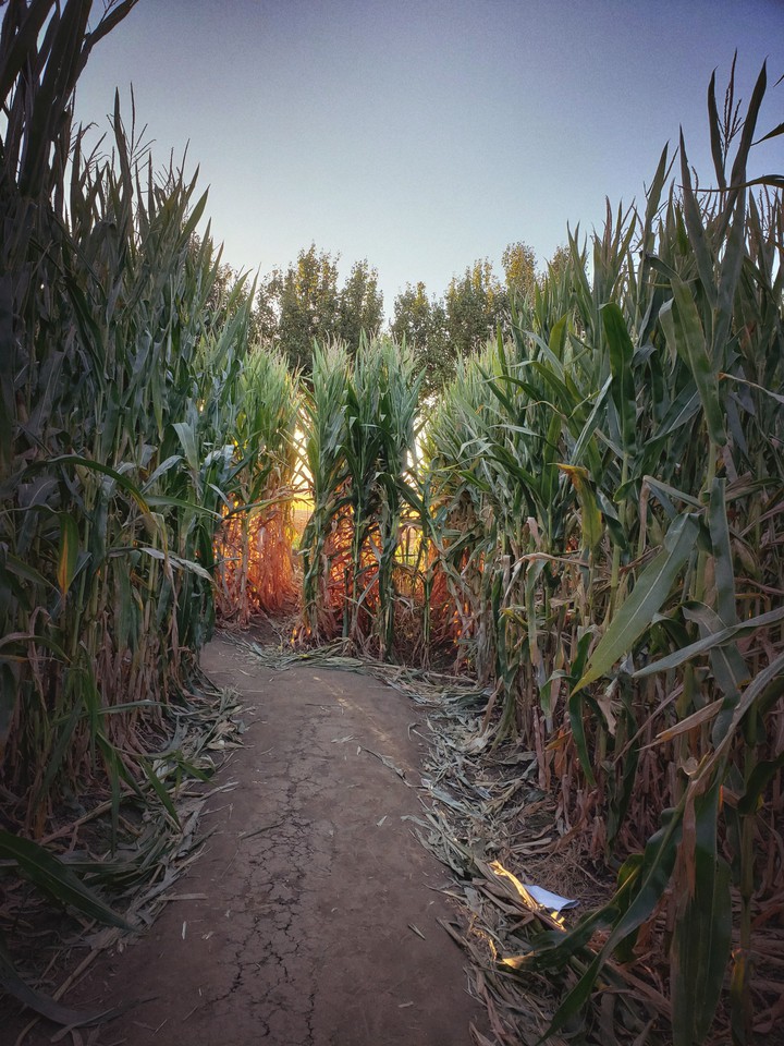 corn path