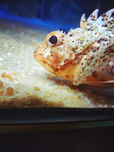 little fish