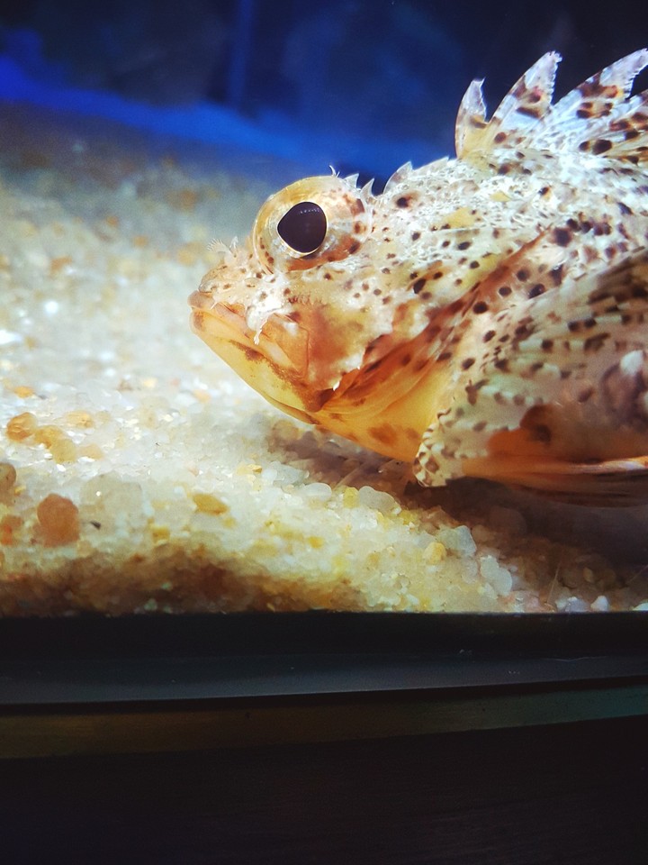 little fish