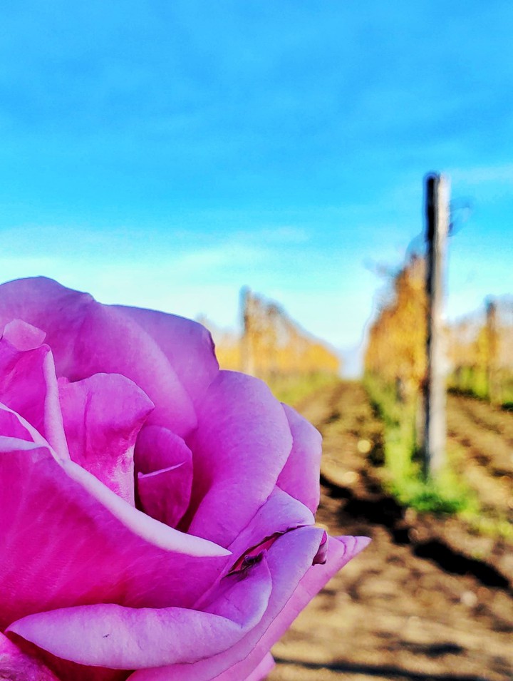 winery