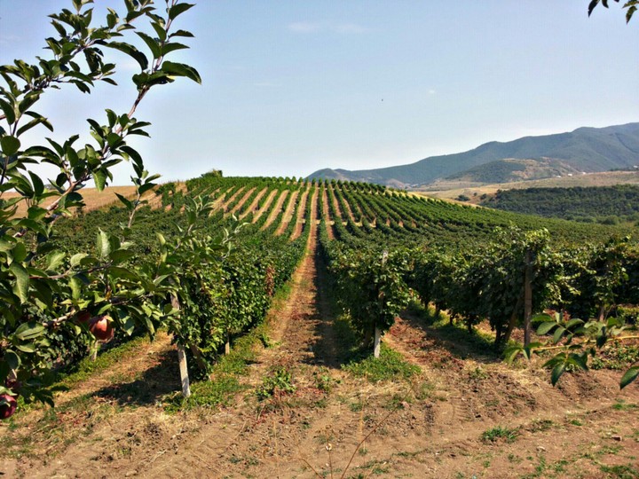 Grape field