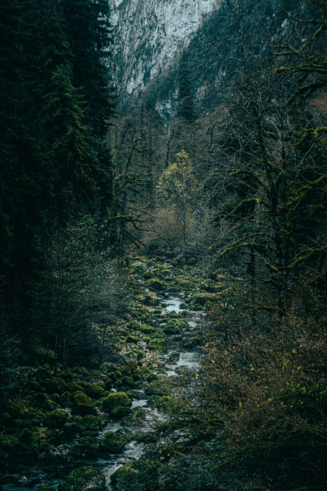 forest, stream duvar kağıtları