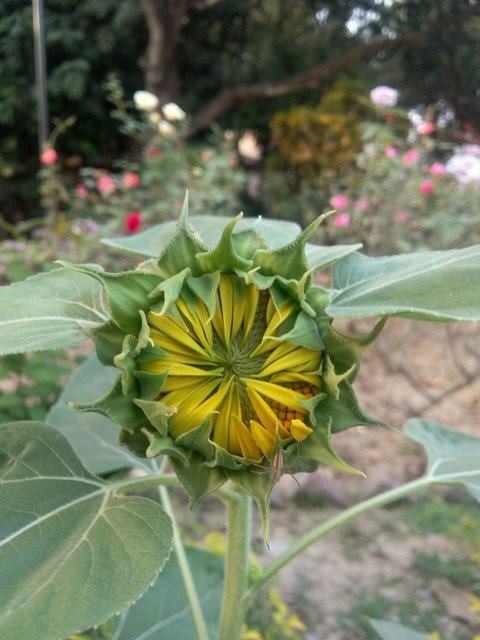 sunflower