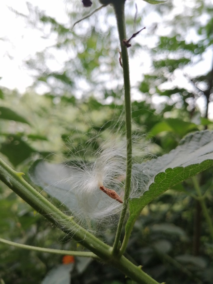plant