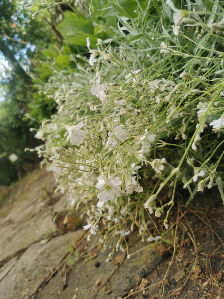 White flower