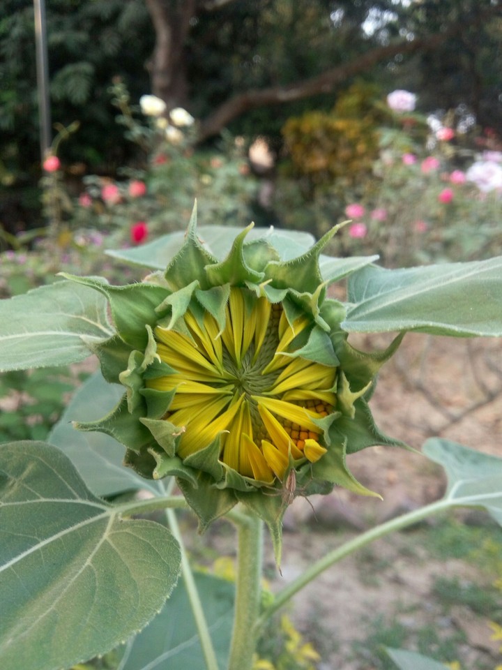 sunflower
