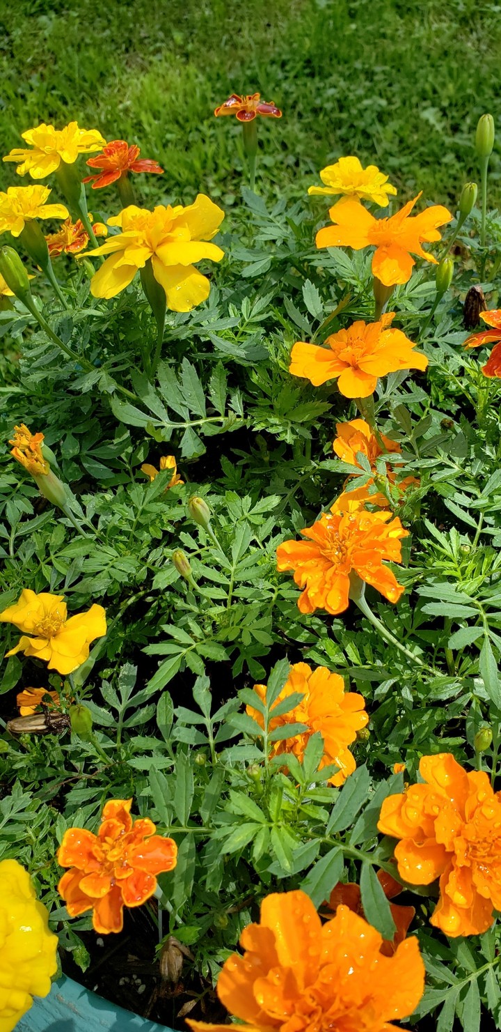 Flowers