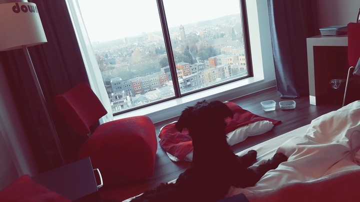 Dog Hotel