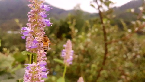 be free like bee